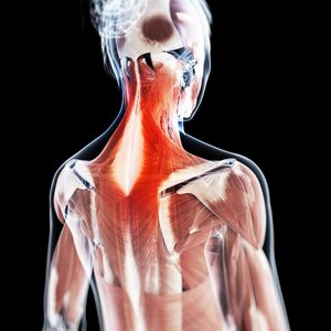 neck anatomy