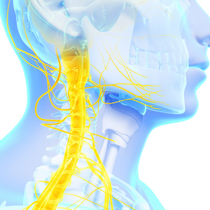 neck nerve